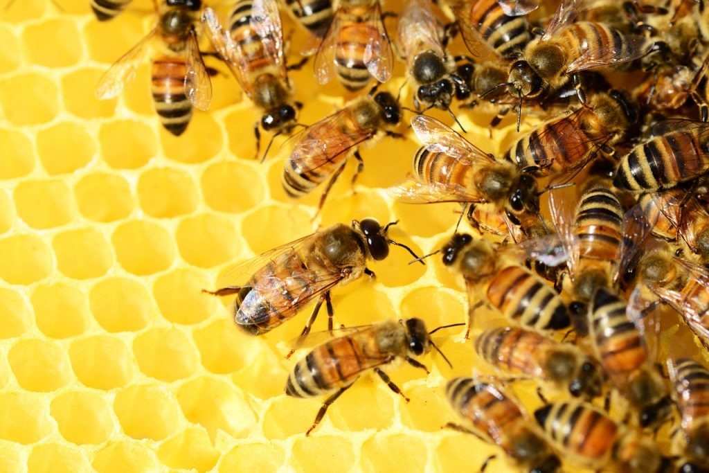 Россельхознадзор напоминает аграриям о необходимости информирования пчеловодов о предстоящих обработках сельхозугодий пестицидами.